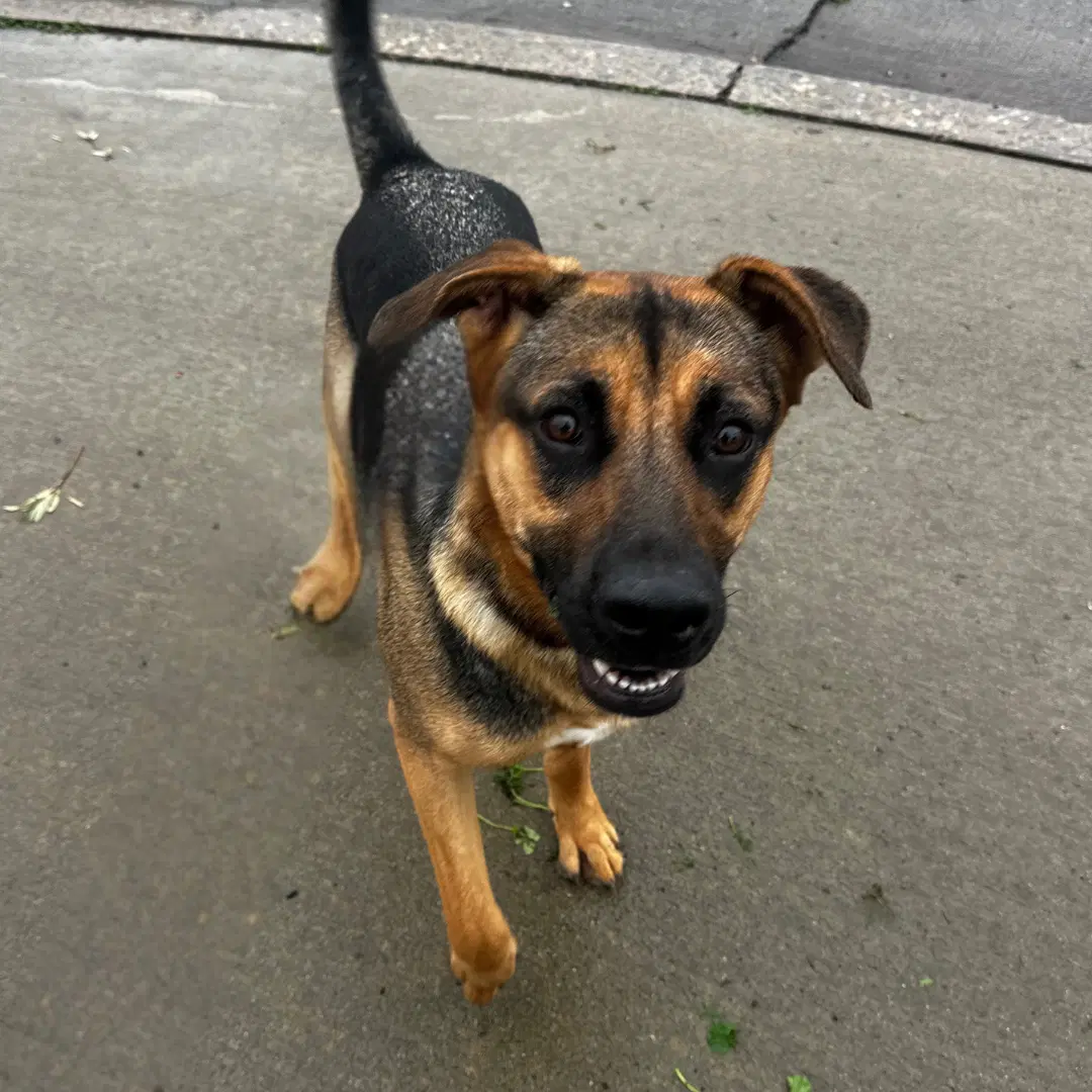 Sundance - German Shepherd Dog