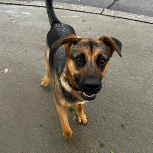 picture of the dog needing adoption