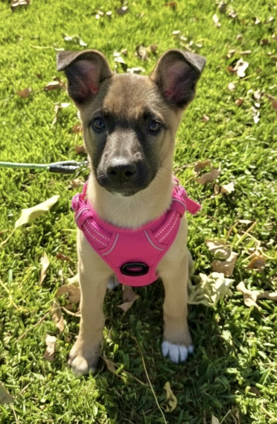 Gidget Image