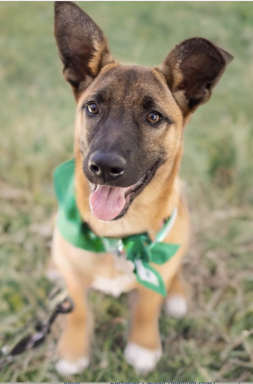 Gidget, an adoptable Shepherd in Newport Beach, CA