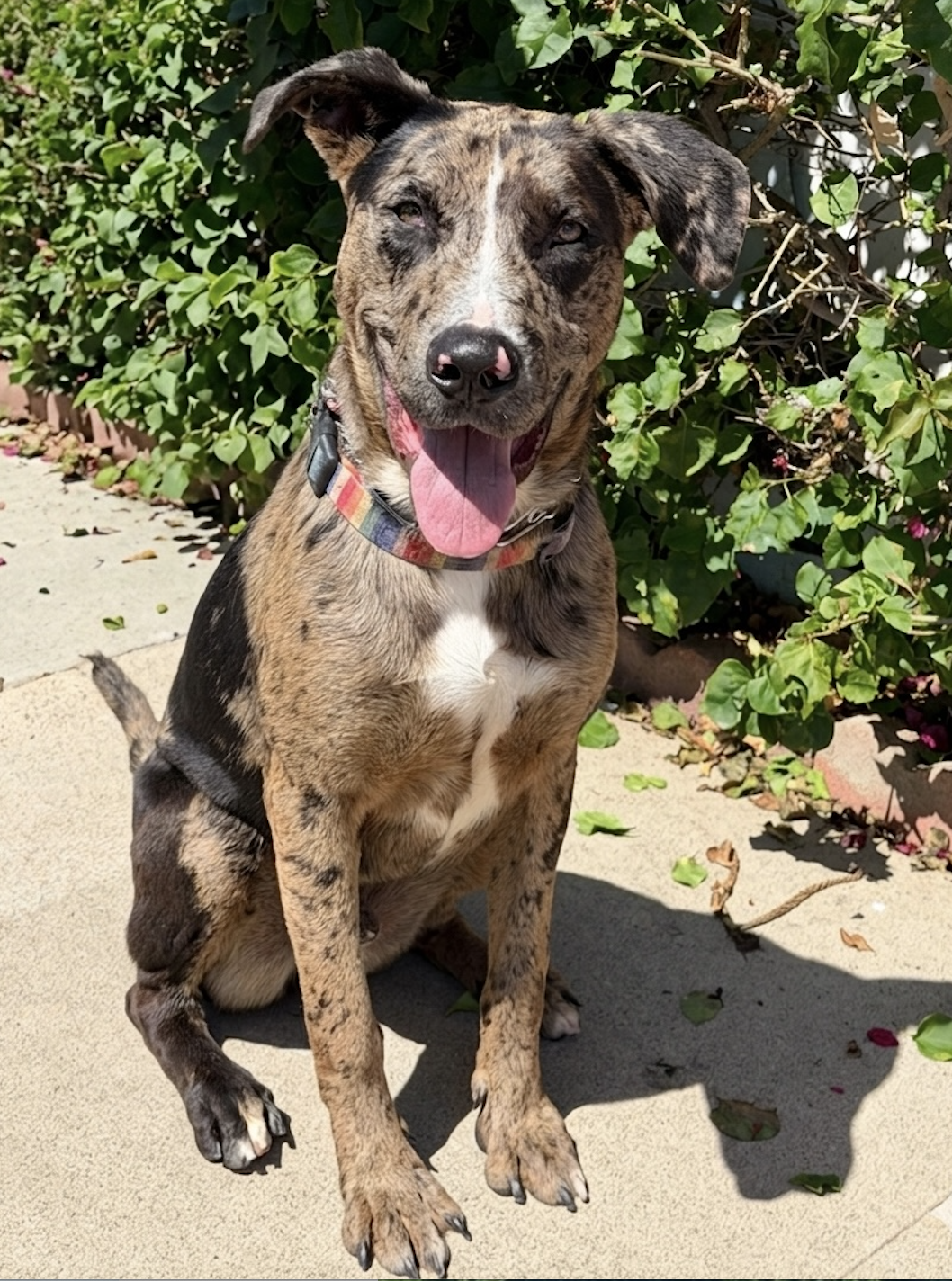 Sully -courtesy Image