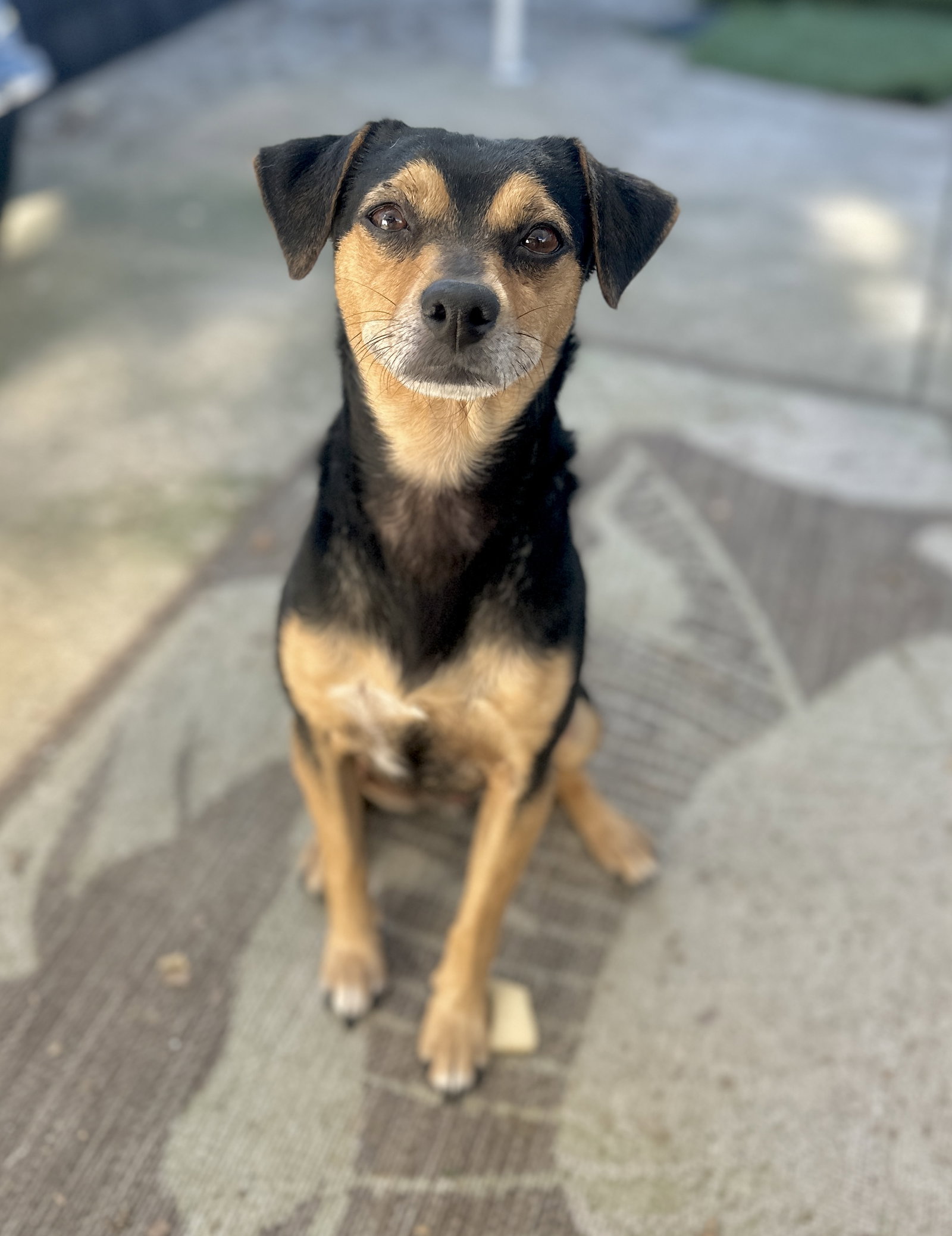 Chico Image