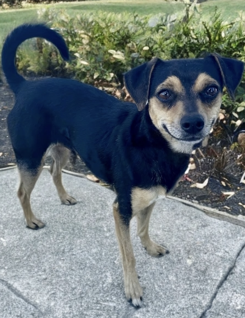 Chico, an adoptable Chihuahua in Newport Beach, CA