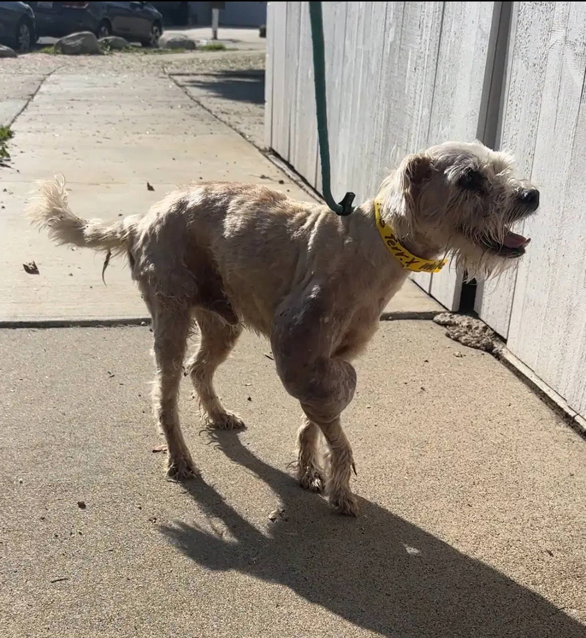 Gimpy image 4