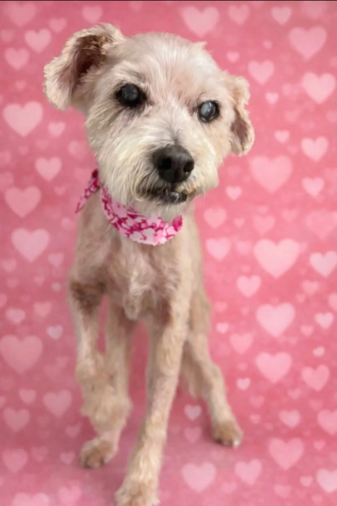 Gimpy - Poodle (Miniature)