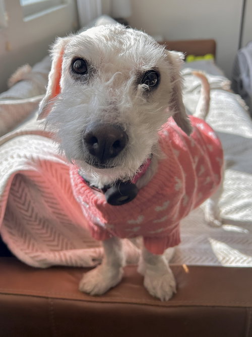 picture of the dog needing adoption