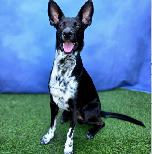 Disco Cowboy - courtesy post, an adoptable Labrador Retriever in Newport Beach, CA
