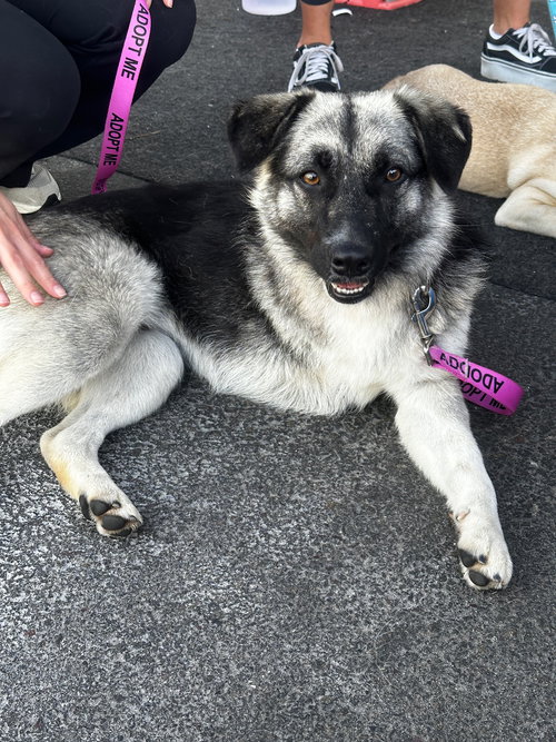 Macy (tripod), an adoptable Shepherd in Newport Beach, CA