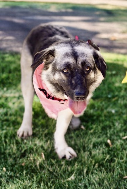 Macy (tripod), an adoptable Shepherd in Newport Beach, CA