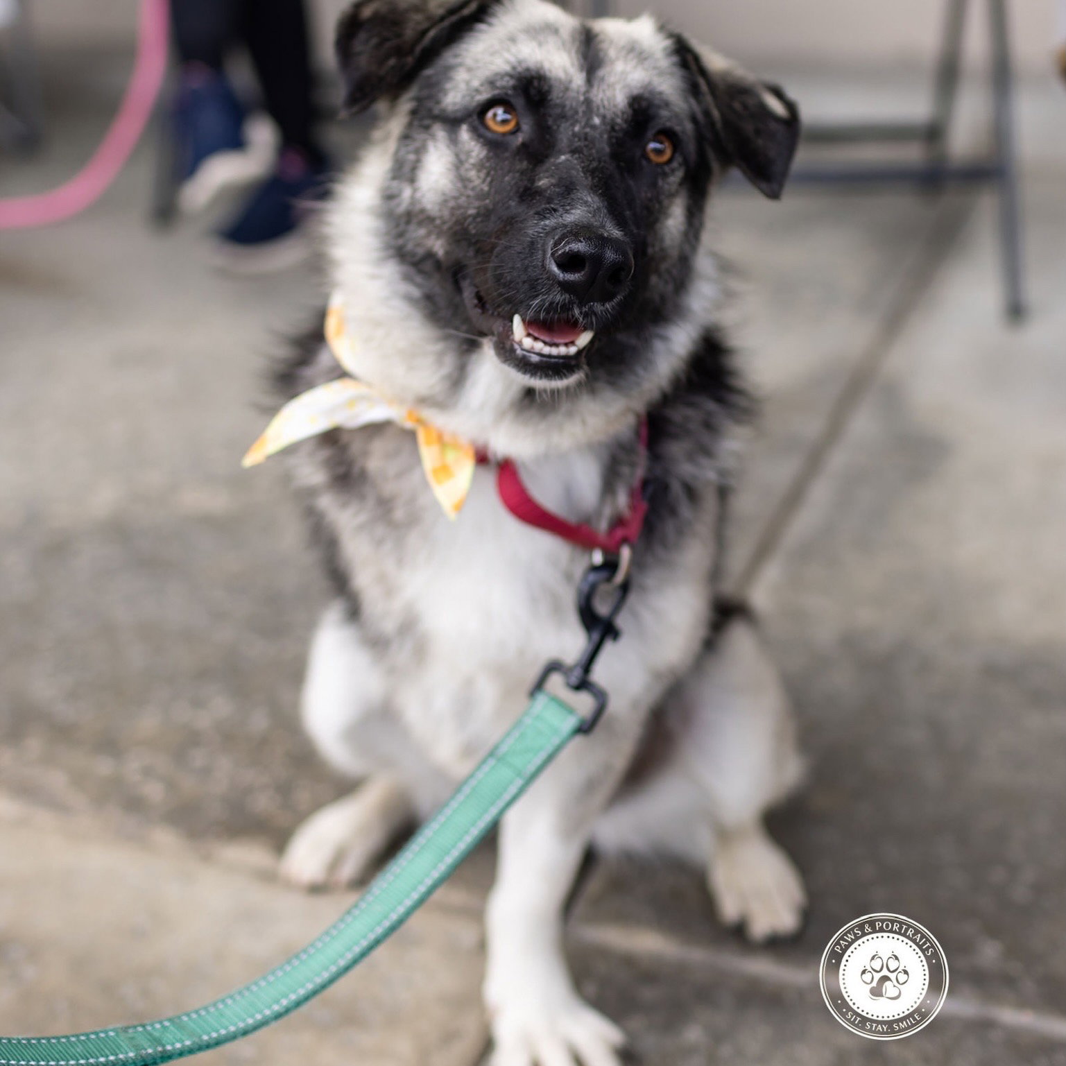 Macy (tripod)