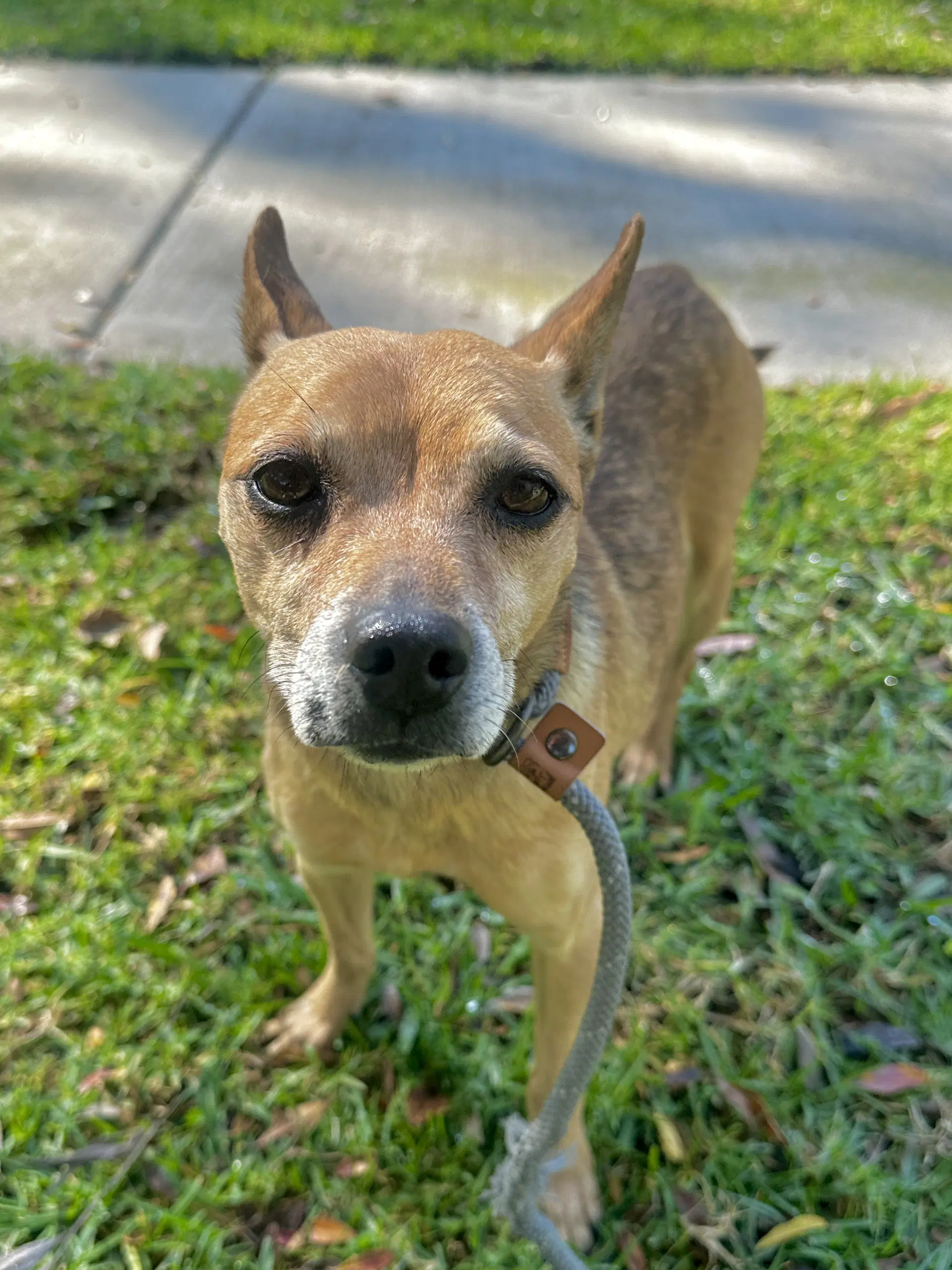 Paco image 2