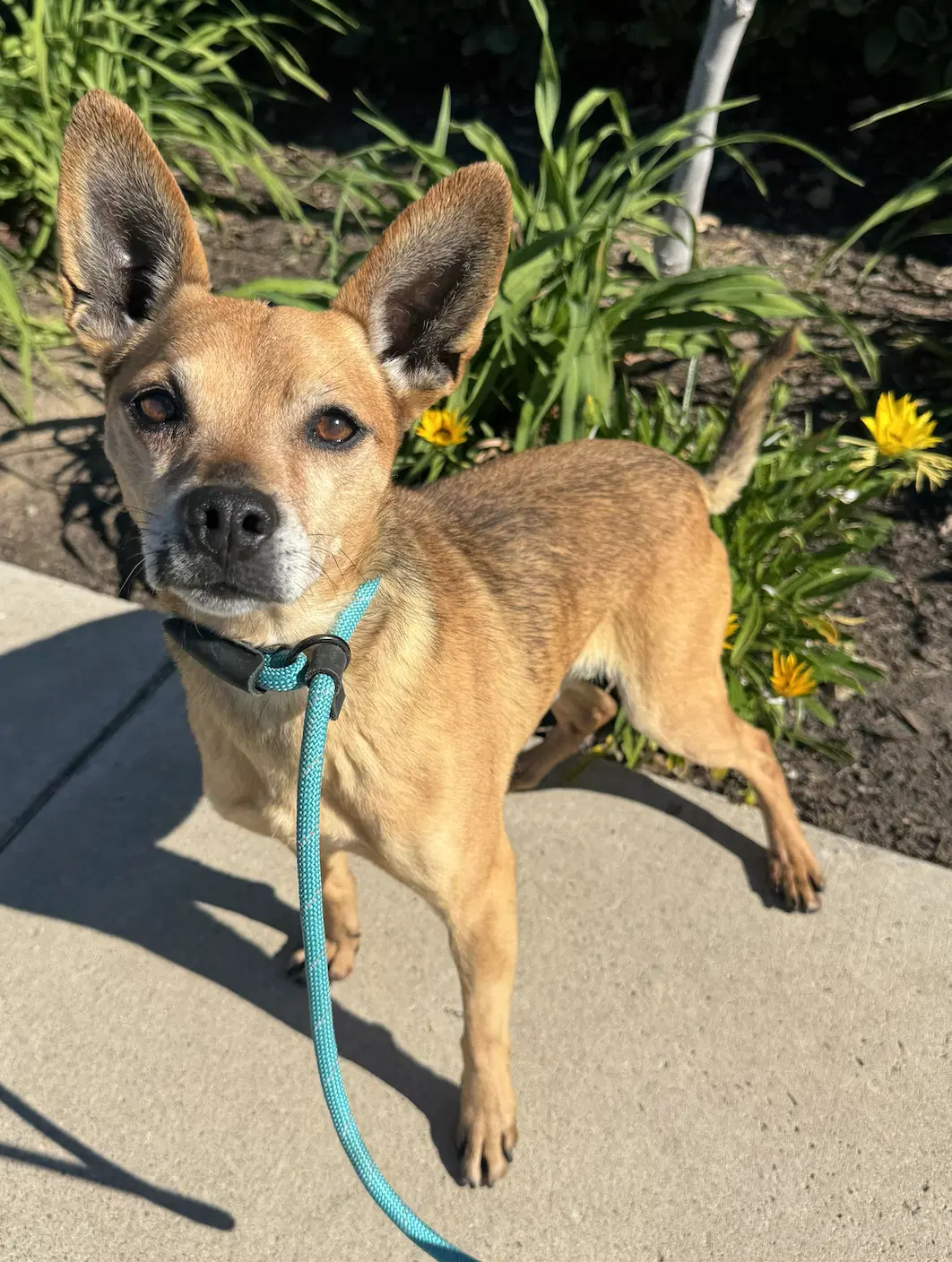 Paco - Chihuahua