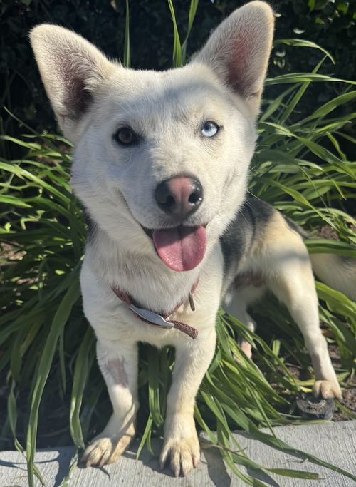 picture of the dog needing adoption