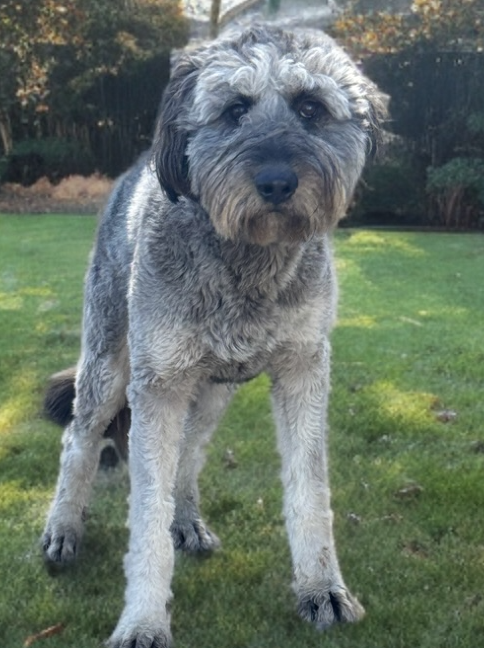 Sheep Dog