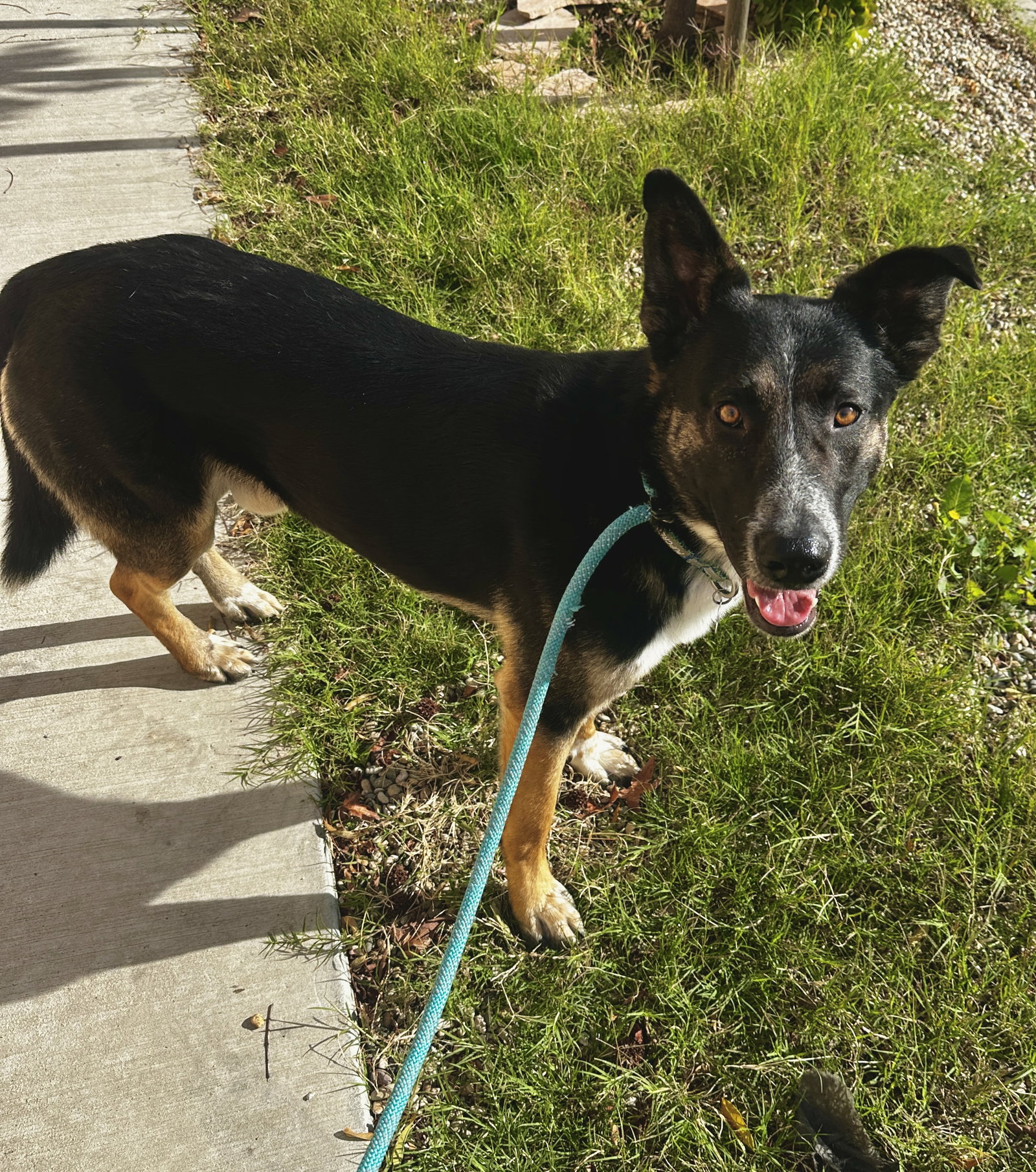 Australian Cattle Dog