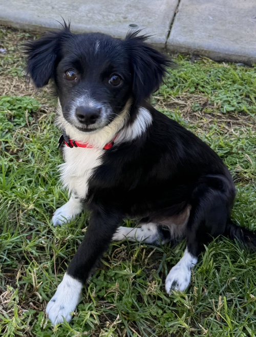 picture of the dog needing adoption