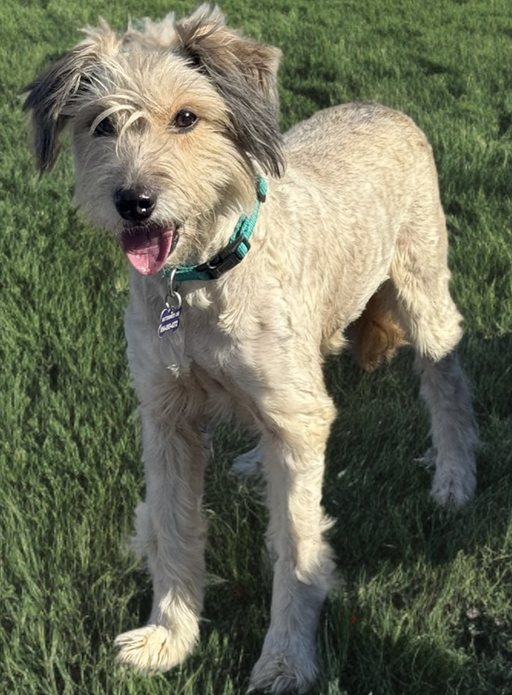 Terrier