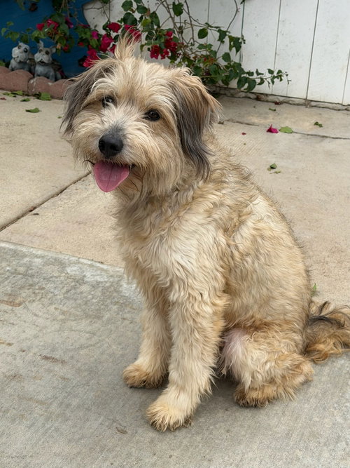 Guinness, an adoptable Soft-Coated Wheaten Terrier in Newport Beach, CA