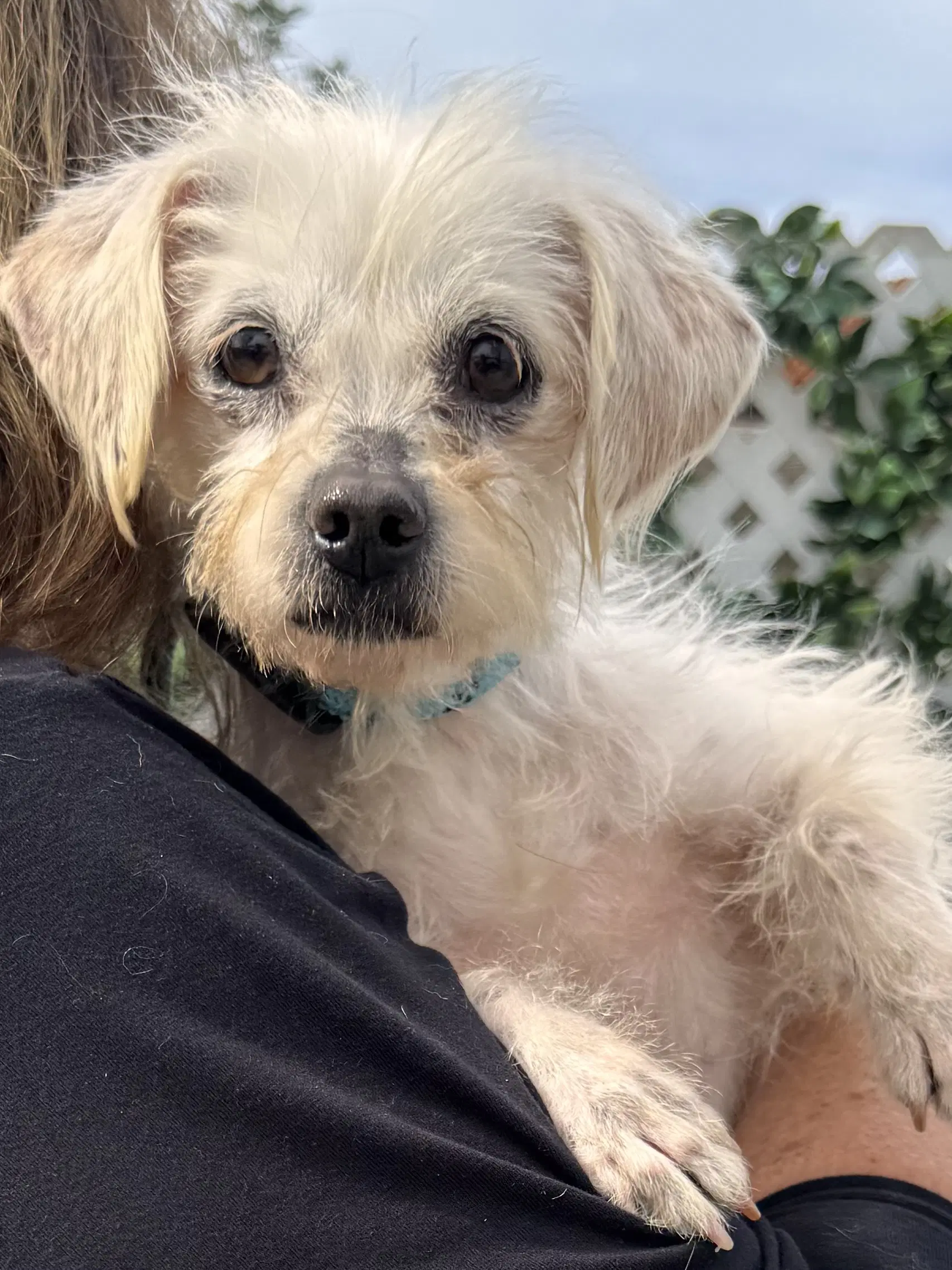 Baylee - Terrier
