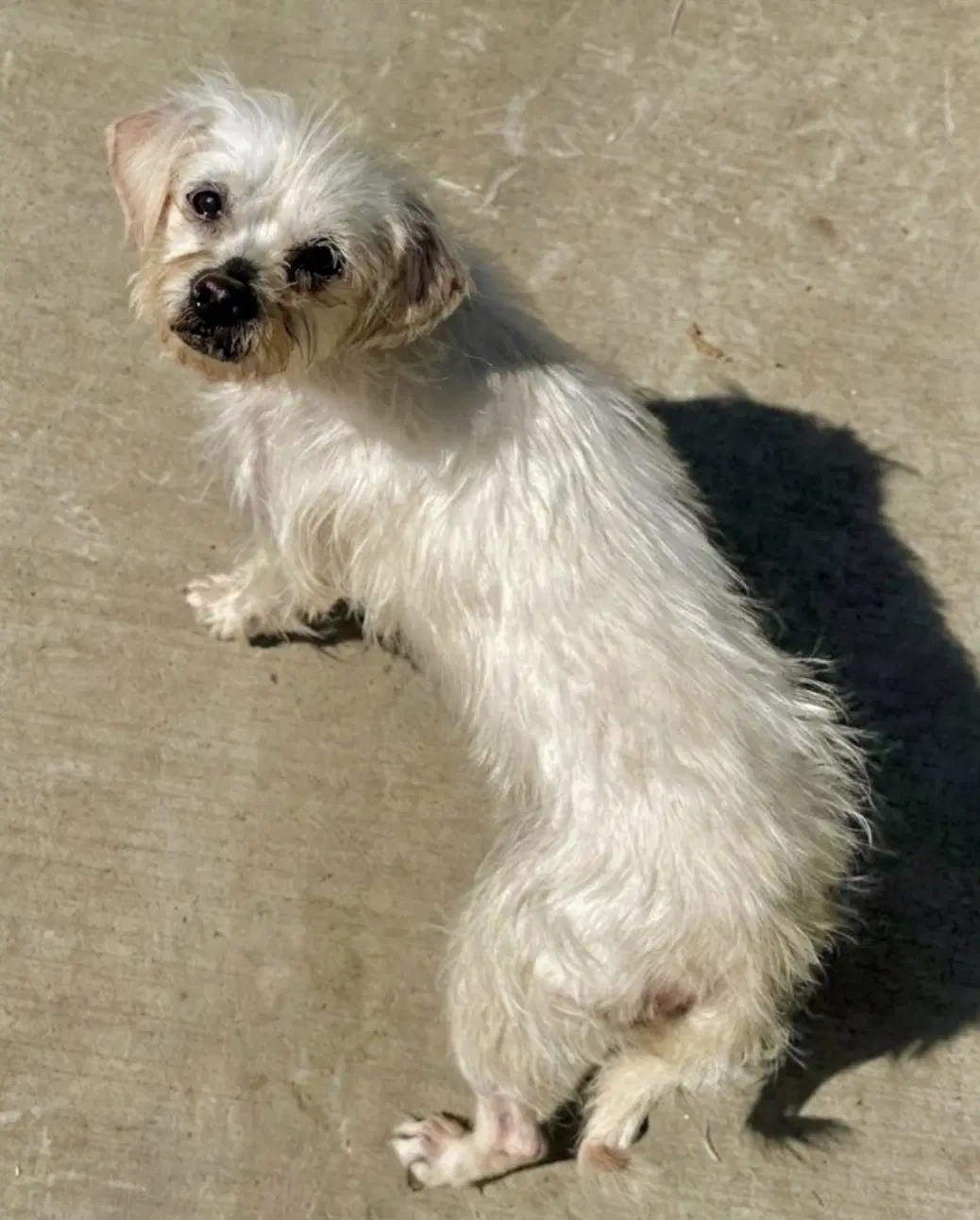Baylee image 2