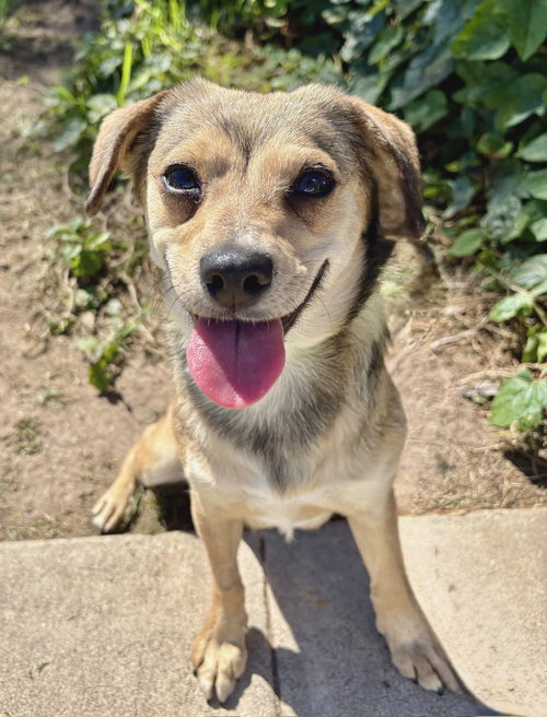 Jello, an adoptable Beagle in Newport Beach, CA