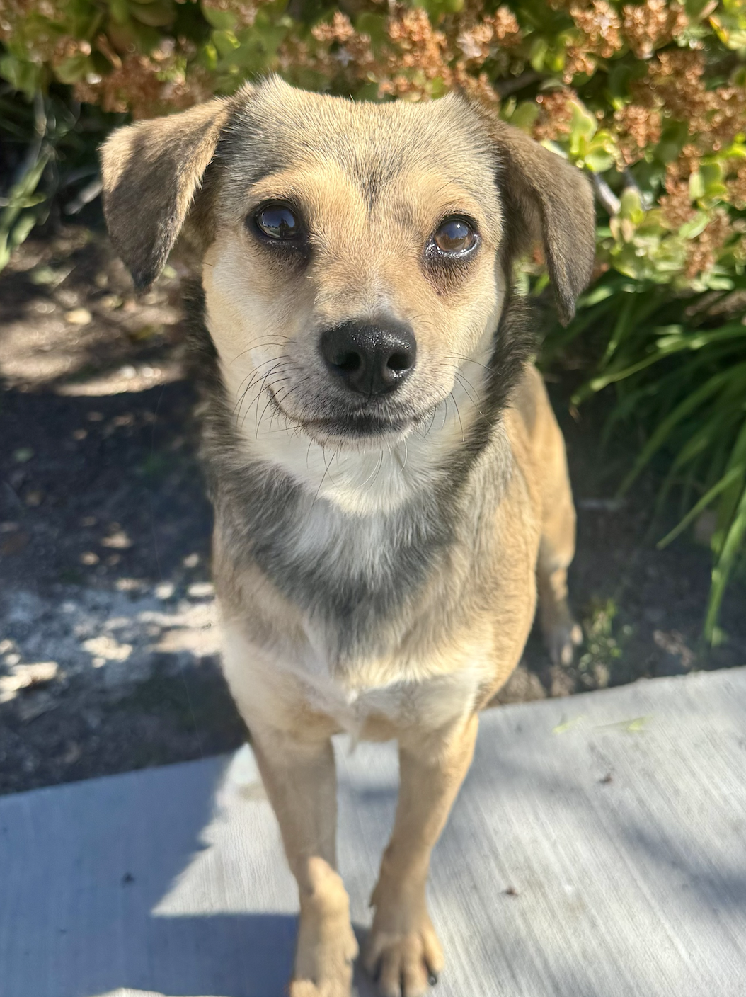 Beagle