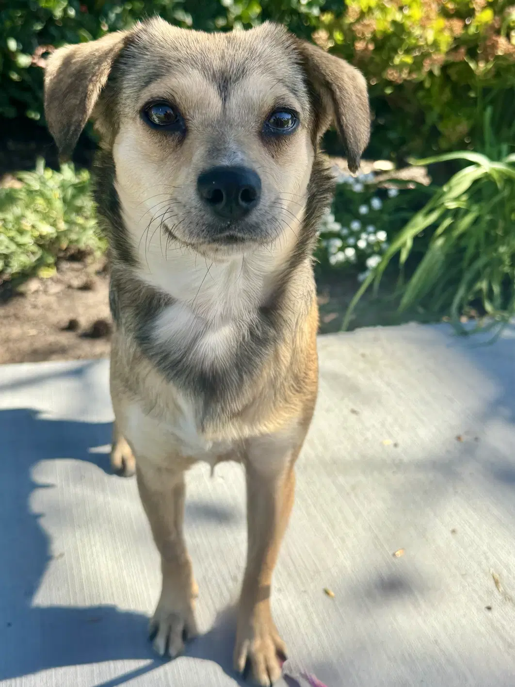 Jello - Beagle