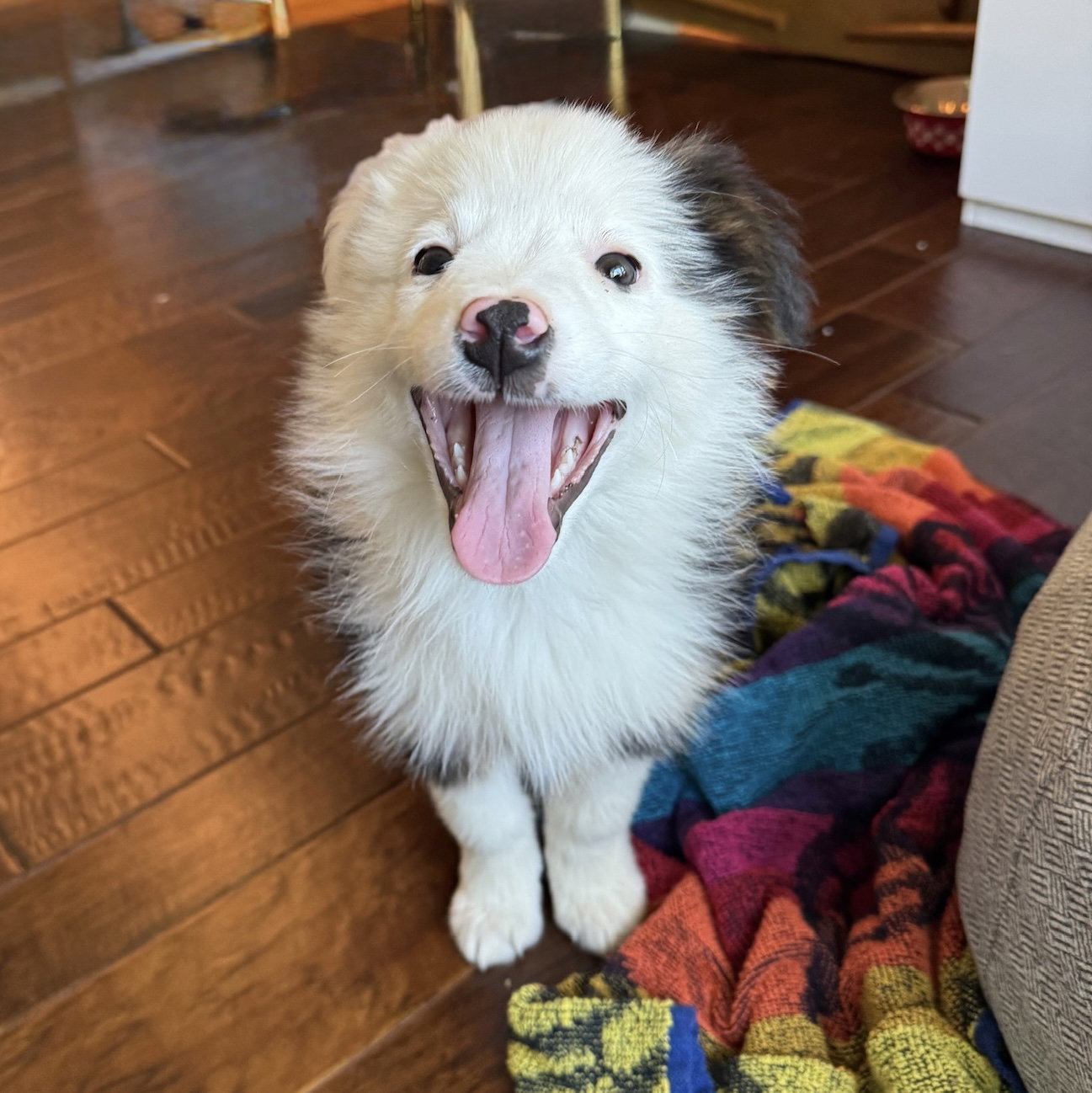 Australian Shepherd