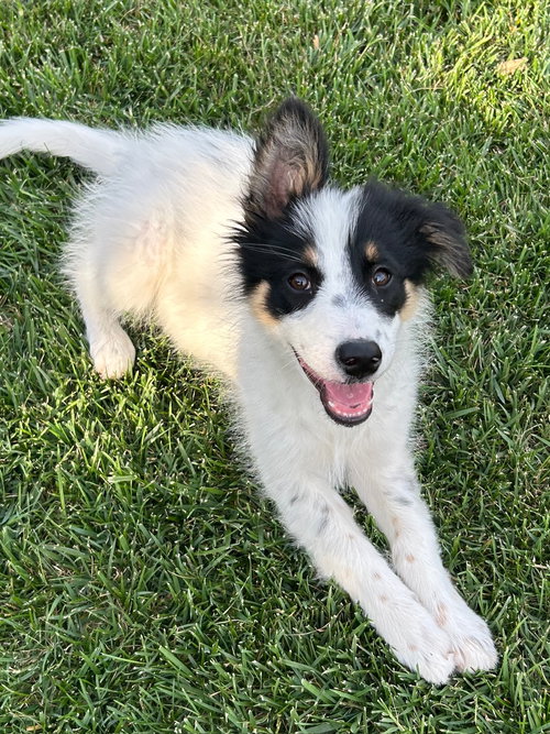 Denali, an adoptable Australian Shepherd in Newport Beach, CA
