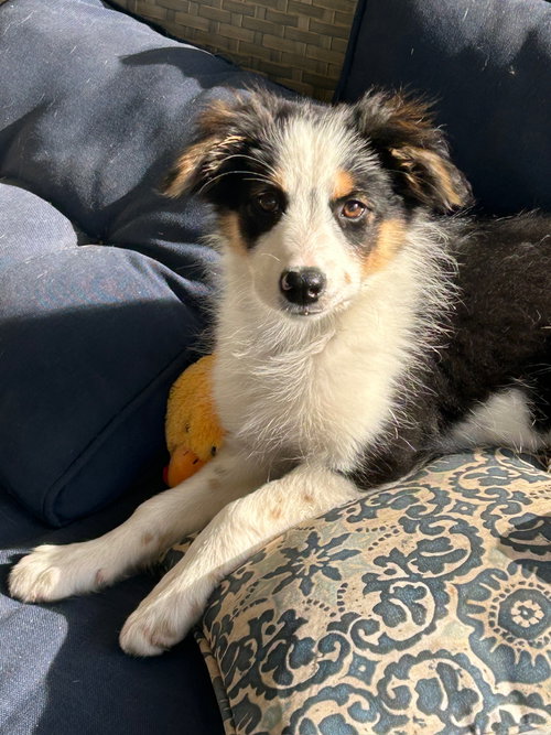 Sequoia, an adoptable Australian Shepherd in Newport Beach, CA