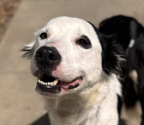 Lottie Da *Courtesy Post*, an adoptable Border Collie in Newport Beach, CA