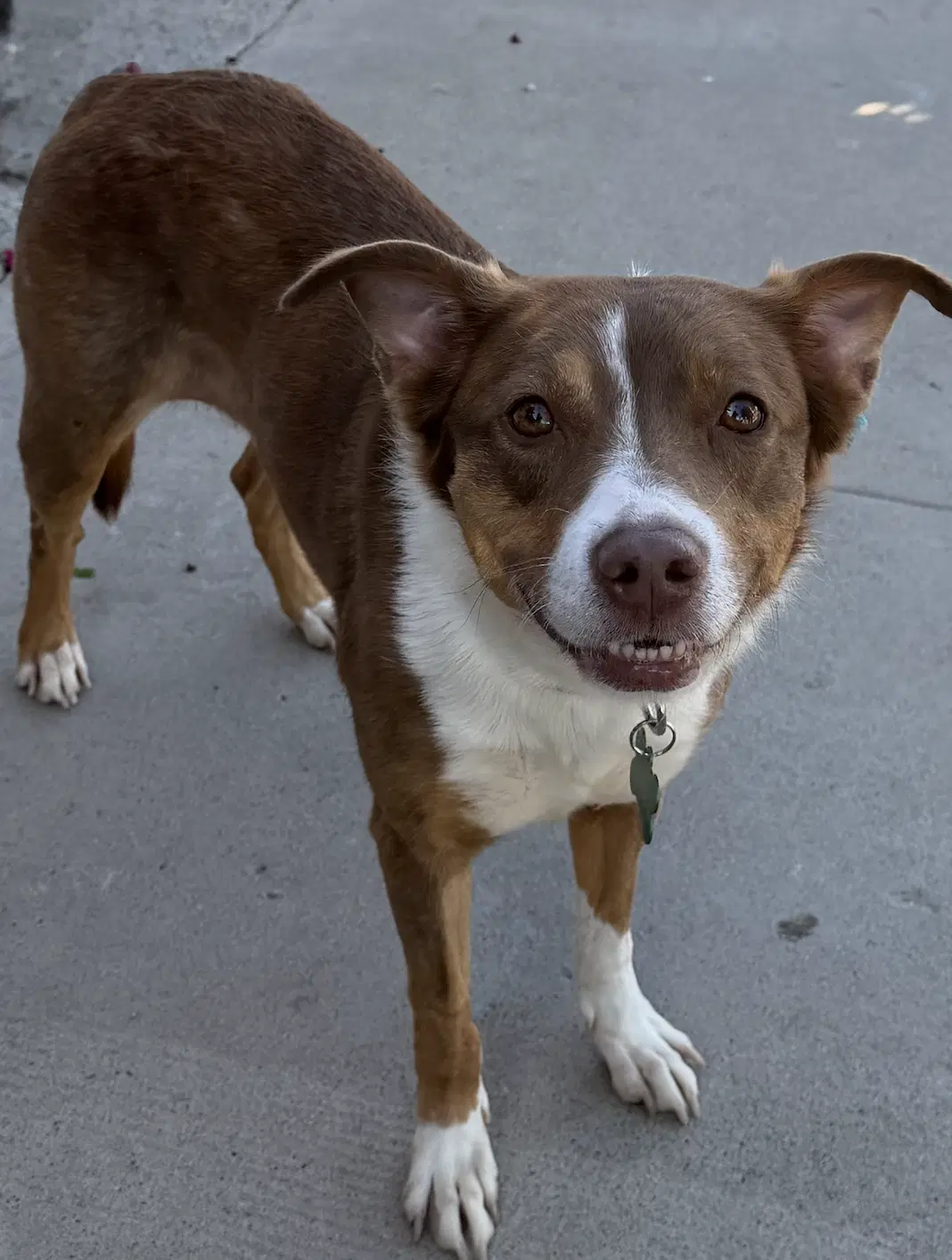 Goldie - Border Collie