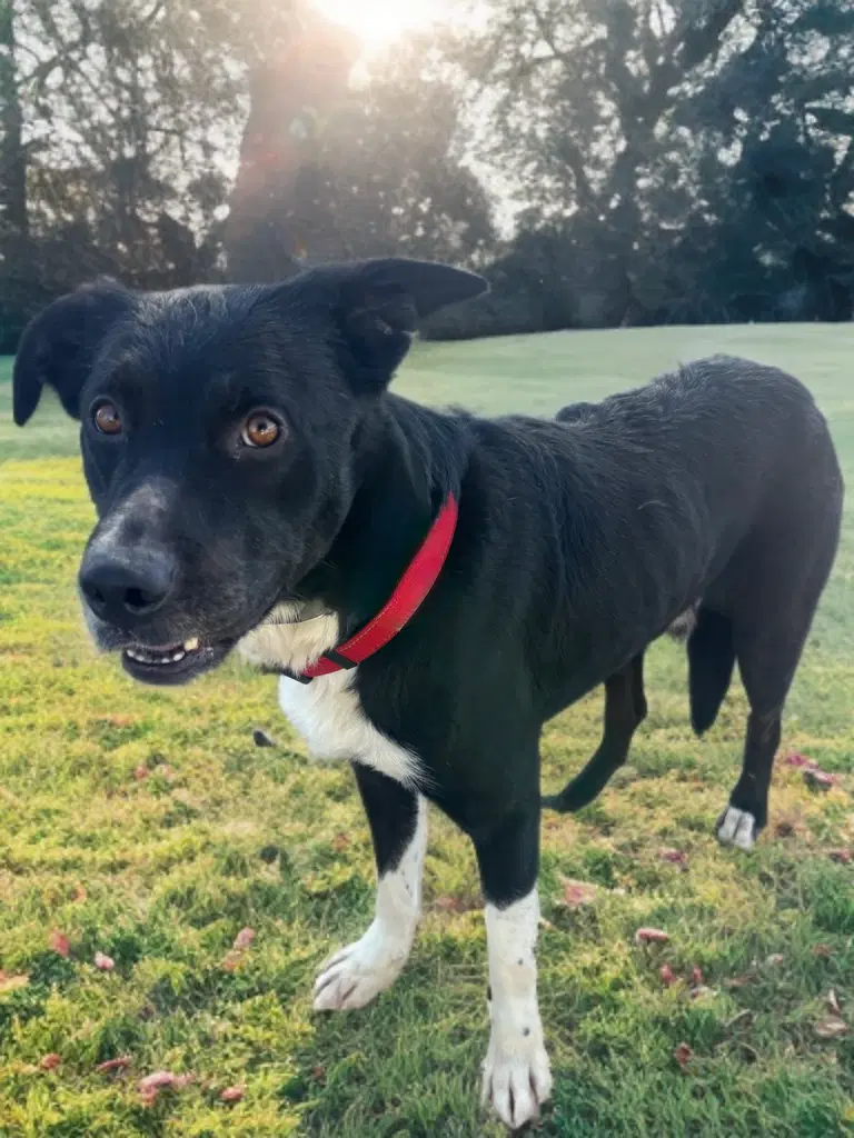 Taz Jr Courtesy Post - Border Collie