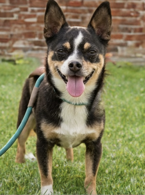 picture of the dog needing adoption