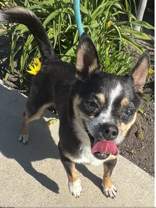Cruiser, an adoptable Chihuahua in Newport Beach, CA