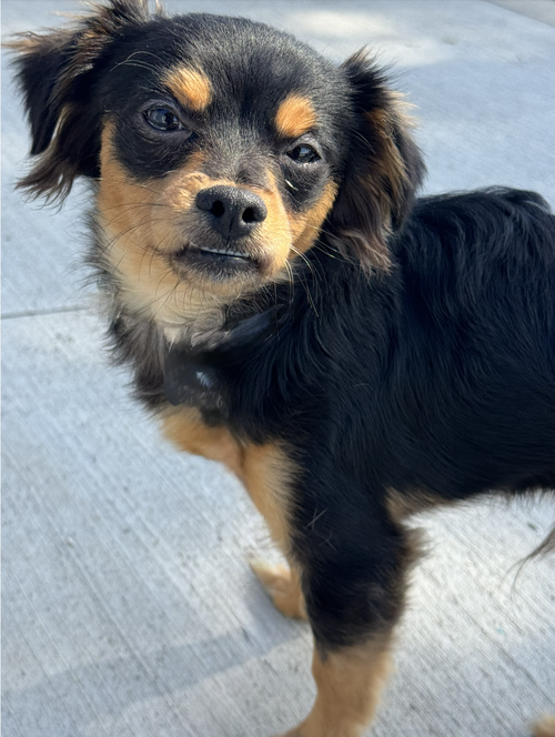 picture of the dog needing adoption