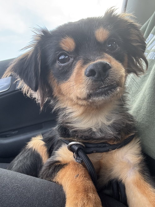 Ricky Ricardo, an adoptable Chihuahua in Newport Beach, CA