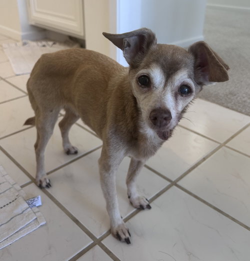 picture of the dog needing adoption
