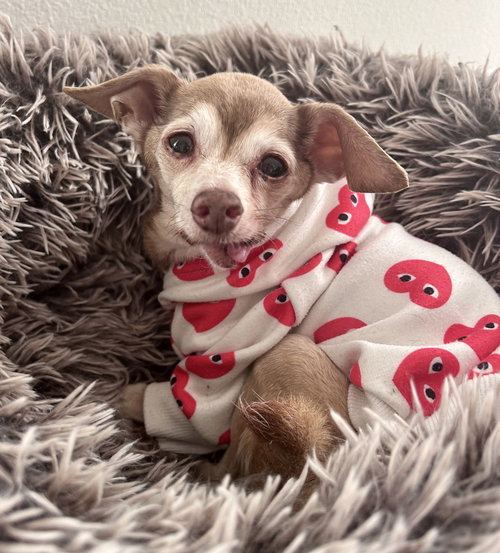 Peggy Lee, an adoptable Chihuahua in Newport Beach, CA