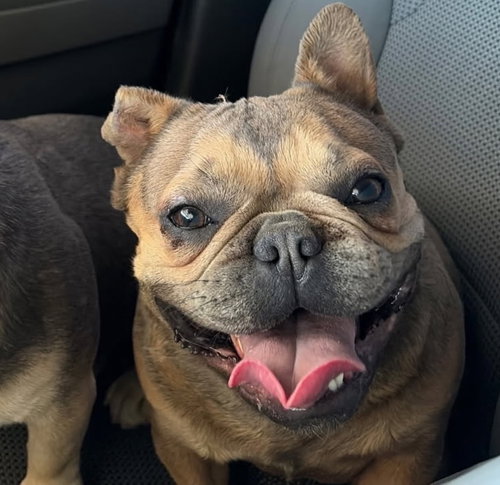 picture of the dog needing adoption