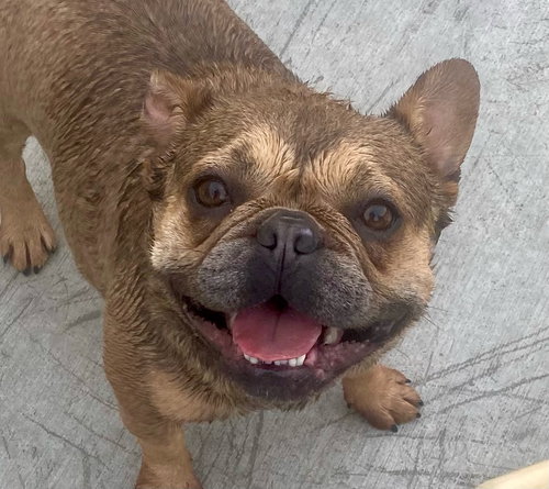 Ginger, an adoptable French Bulldog in Newport Beach, CA
