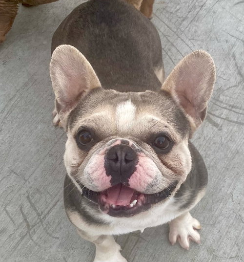 Gilligan, an adoptable French Bulldog in Newport Beach, CA