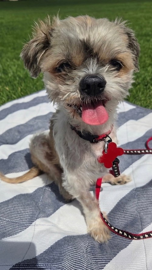 Bug, an adoptable Shih Tzu in Newport Beach, CA