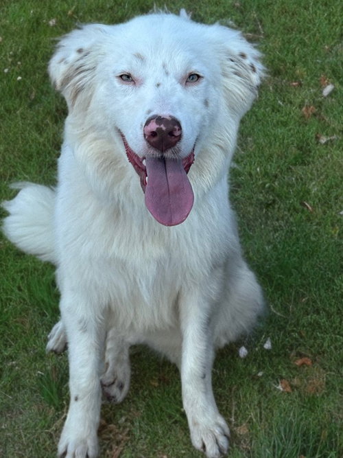 Bubba, an adoptable Australian Shepherd in Newport Beach, CA