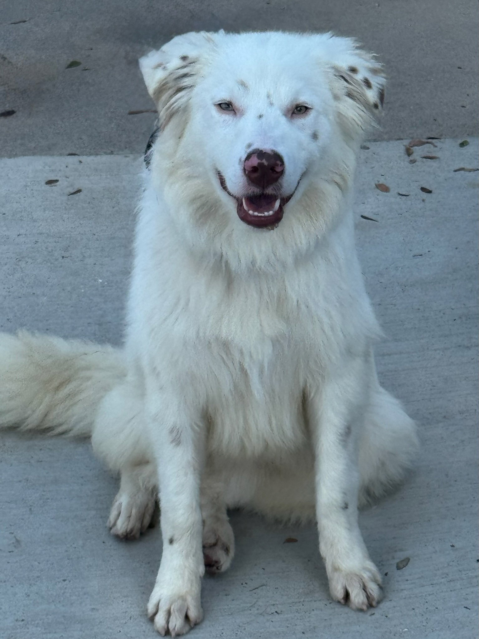 Bubba