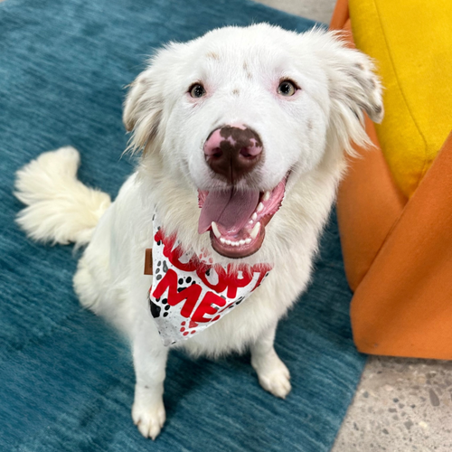 Bubba, an adoptable Australian Shepherd in Newport Beach, CA