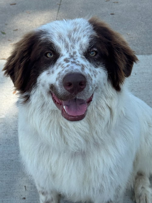 Gump, an adoptable Australian Shepherd in Newport Beach, CA