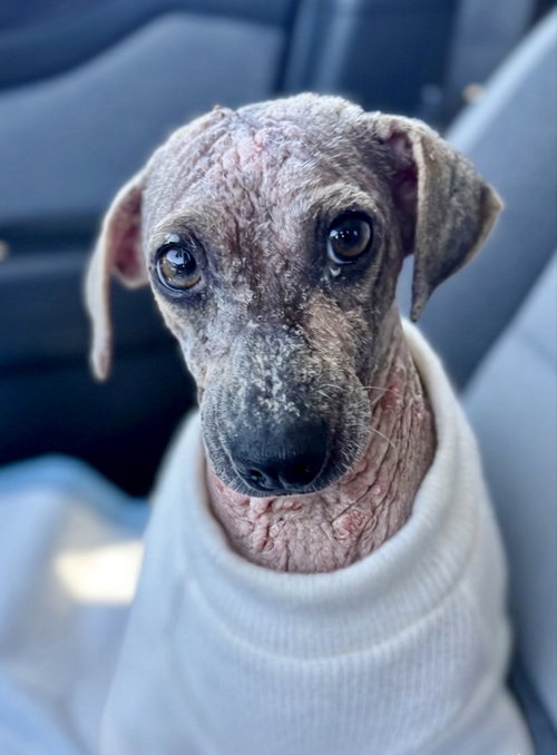 Lizzie, an adoptable Terrier in Newport Beach, CA