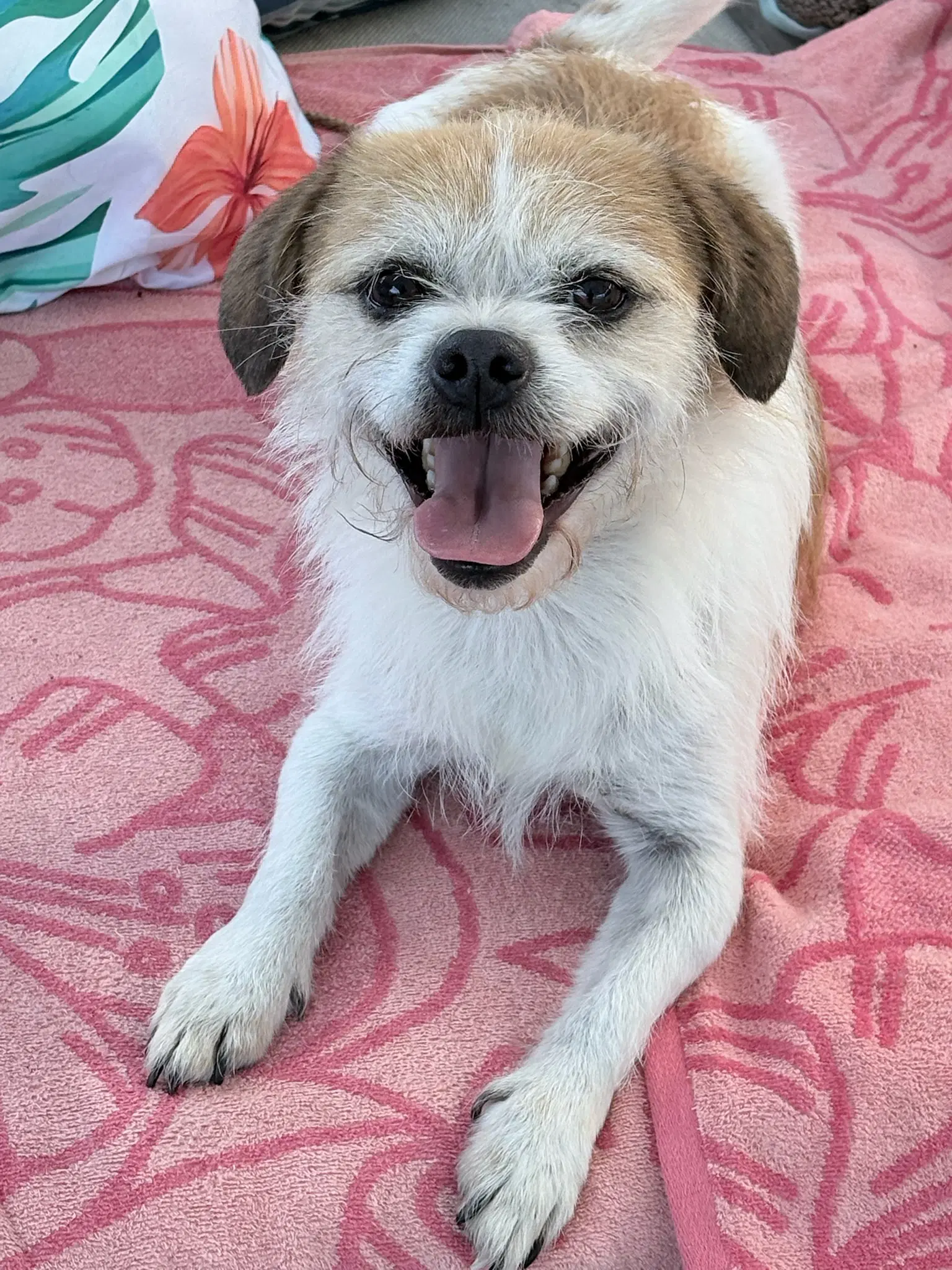 Mooshu - Border Terrier