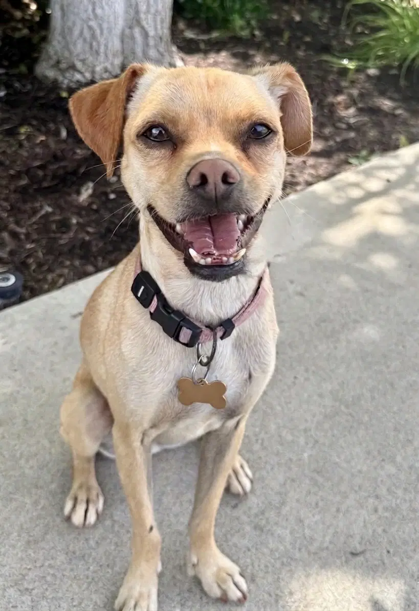 Pippa - Chihuahua